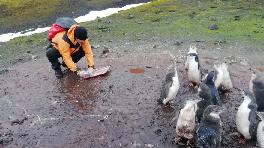 El investigador, muestreando guano, plumas, etc en la pinguinera 