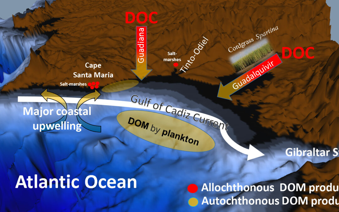 Sources and coastal distribution of dissolved organic matter in the Gulf of Cadiz