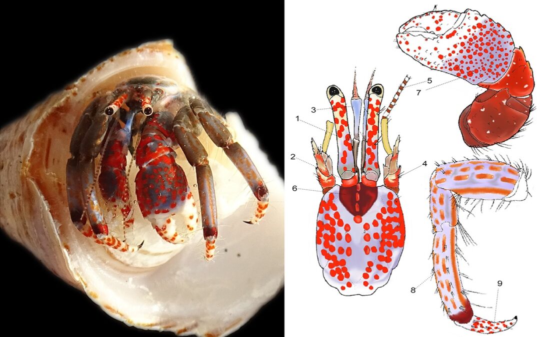 Una nueva herramienta permite identificar especies de cangrejo ermitaño en base a patrones de color