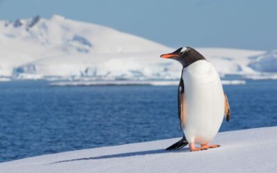 Los pingüinos juegan un papel clave en el reciclaje de hierro en las aguas de la Antártida