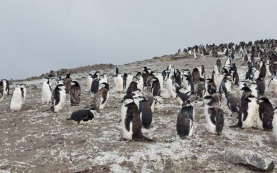 Espacio Protegido. «Científicos gaditanos lideran un proyecto sobre el cambio climático en la Antártida»