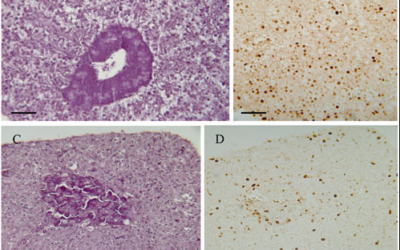 Tissue explants validated for epigenetic studies in fish